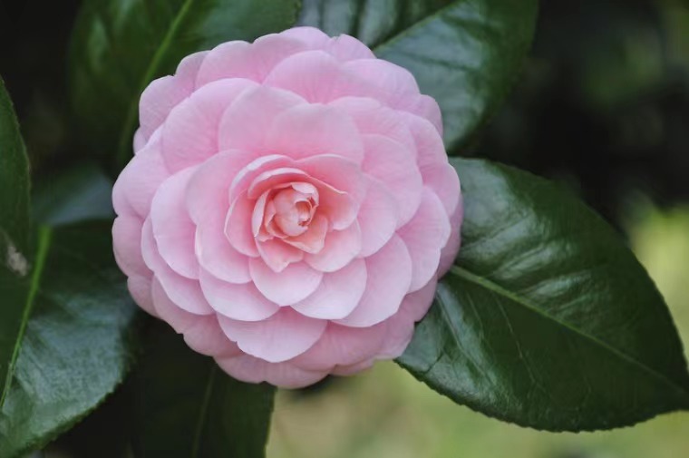 路过人间——送你一朵山茶花