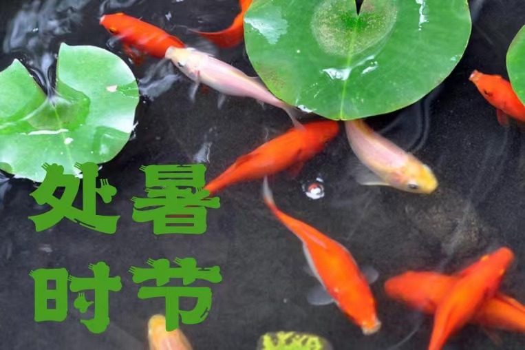二十四节气｜天上双星合 人间处暑秋